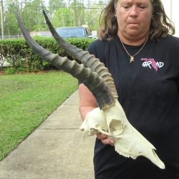 12" Male Blesbok Skull with 17" Horns 
