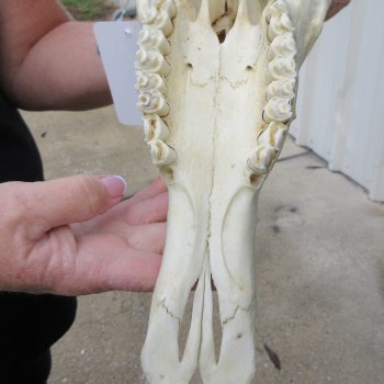 12" Male Blesbok Skull with 17" Horns 