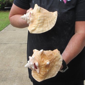 Two Piece Pink Conchs 7" 