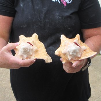 Two Piece Pink Conchs 7" 