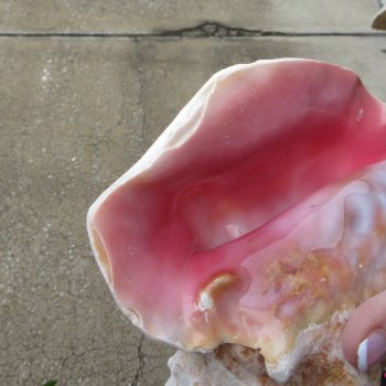 Two Piece Pink Conchs 7" 