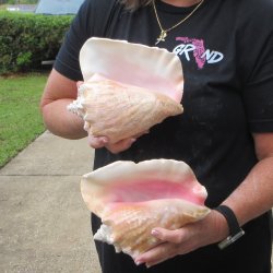 Two Piece Pink Conc...