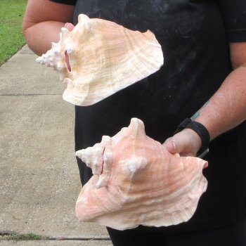 Two Piece Pink Conchs 8" 