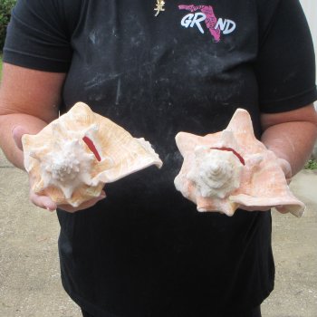 Two Piece Pink Conchs 8" 