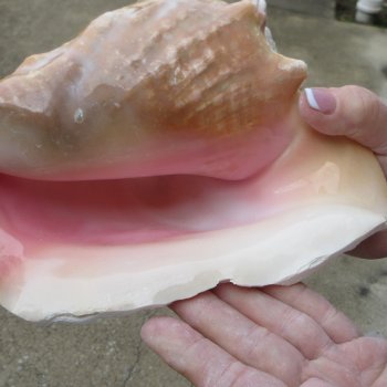 Two Piece Pink Conchs 8" 