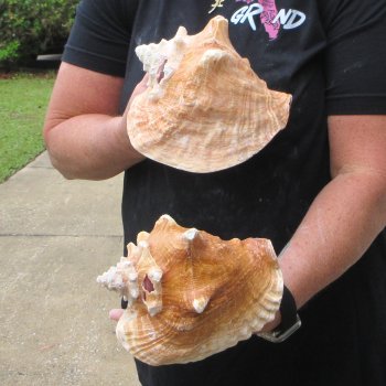Two Piece Pink Conchs 7" 
