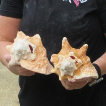 Two Piece Pink Conchs 7" 