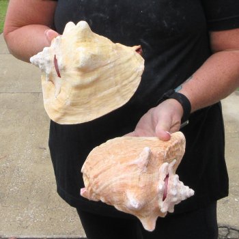 Two Piece Pink Conchs 7" & 7-1/2"