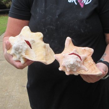 Two Piece Pink Conchs 7" & 7-1/2"