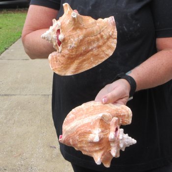 Two Piece Pink Conchs 6-1/2" & 7"