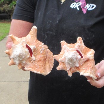 Two Piece Pink Conchs 6-1/2" & 7"