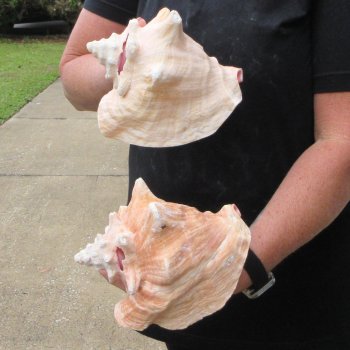 Two Piece Pink Conchs 7" & 7-1/2"