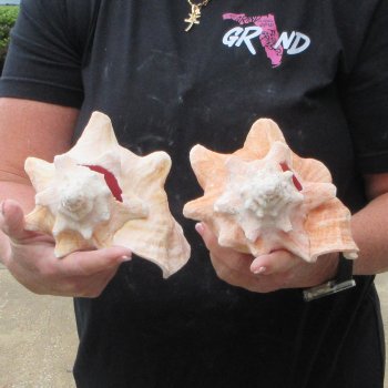 Two Piece Pink Conchs 7" & 7-1/2"