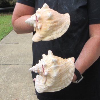 Two Piece Pink Conchs 7" & 7-1/2"