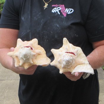 Two Piece Pink Conchs 7" & 7-1/2"