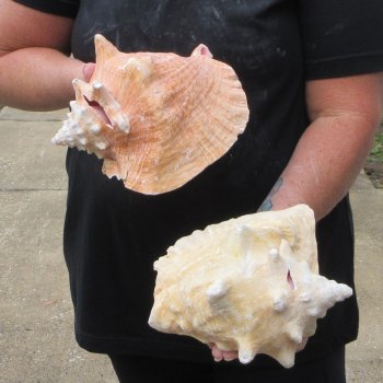 Two Piece Pink Conchs 8" & 8-1/2"