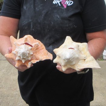 Two Piece Pink Conchs 8" & 8-1/2"