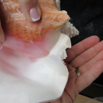 Two Piece Pink Conchs 8" & 8-1/2"