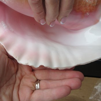 Two Piece Pink Conchs 8" & 8-1/2"