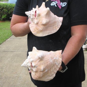 Two Piece Pink Conchs 8" & 8-1/2"
