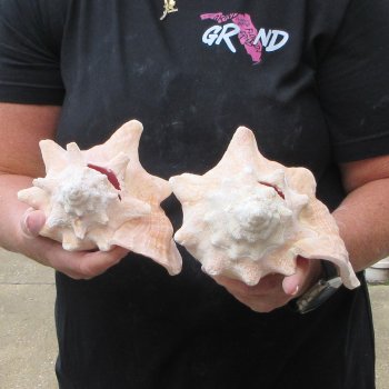 Two Piece Pink Conchs 8" & 8-1/2"