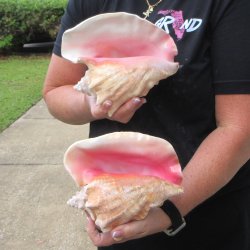 Two Piece Pink Conc...