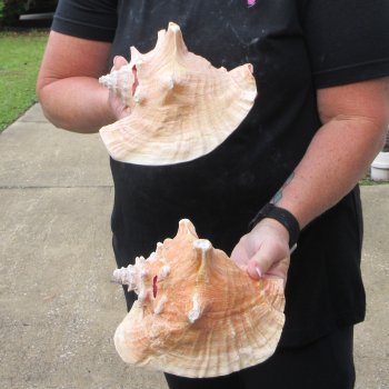 Two Piece Pink Conchs 7-1/2" & 7-3/4"