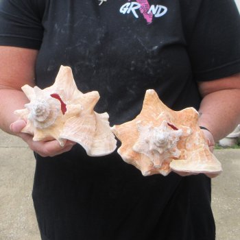 Two Piece Pink Conchs 7-1/2" & 7-3/4"