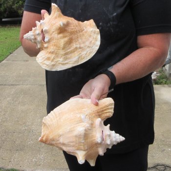 Two Piece Pink Conchs 8" & 8-1/2"