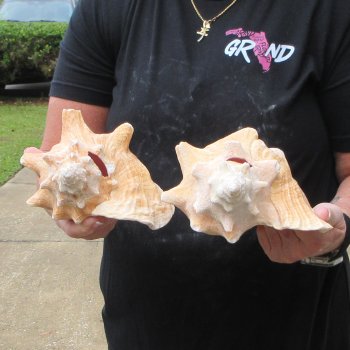 Two Piece Pink Conchs 8" & 8-1/2"