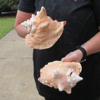 Two Piece Pink Conchs 7"