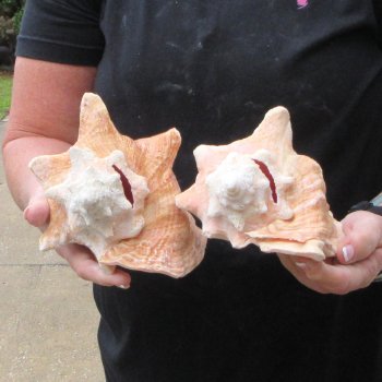 Two Piece Pink Conchs 7"