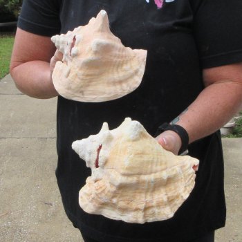 Two piece 7" & 8" B-Grade Pink Conchs