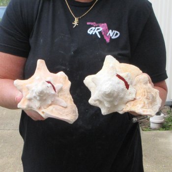 Two piece 7" & 8" B-Grade Pink Conchs