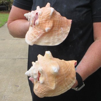 Two Piece Pink Conchs 6-3/4" & 7"