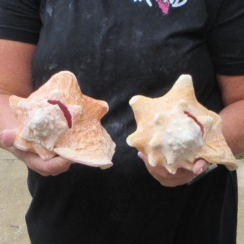 Two Piece Pink Conchs 6-3/4" & 7"