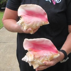 Two Piece Pink Conc...