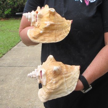 Two Piece Pink Conchs 7" & 7-1/2"