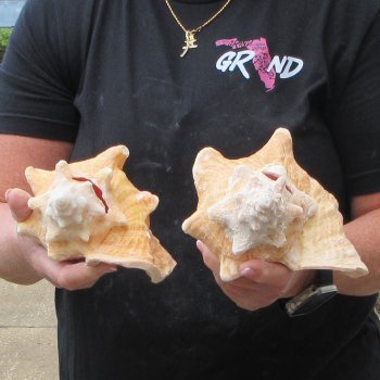 Two Piece Pink Conchs 7" & 7-1/2"