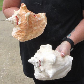 Two Piece Pink Conchs 7"