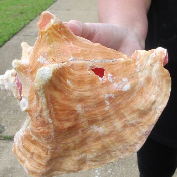 Two Piece Pink Conchs 7"