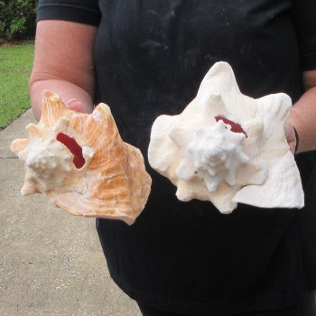 Two Piece Pink Conchs 7"