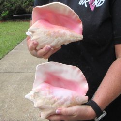 Two Piece Pink Conc...