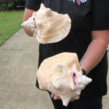 Two Piece Pink Conchs 8" 