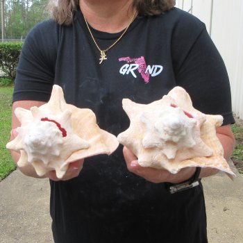 Two Piece Pink Conchs 8" 
