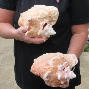 Two Piece Pink Conchs 8" 