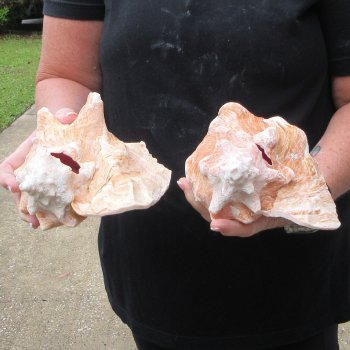 Two Piece Pink Conchs 8" 