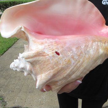 Two piece 7-1/2" & 8" B-Grade Pink Conchs