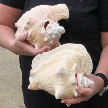 Two piece 7-1/2" & 8" B-Grade Pink Conchs