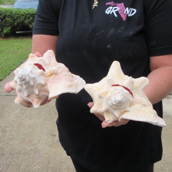 Two piece 7-1/2" & 8" B-Grade Pink Conchs